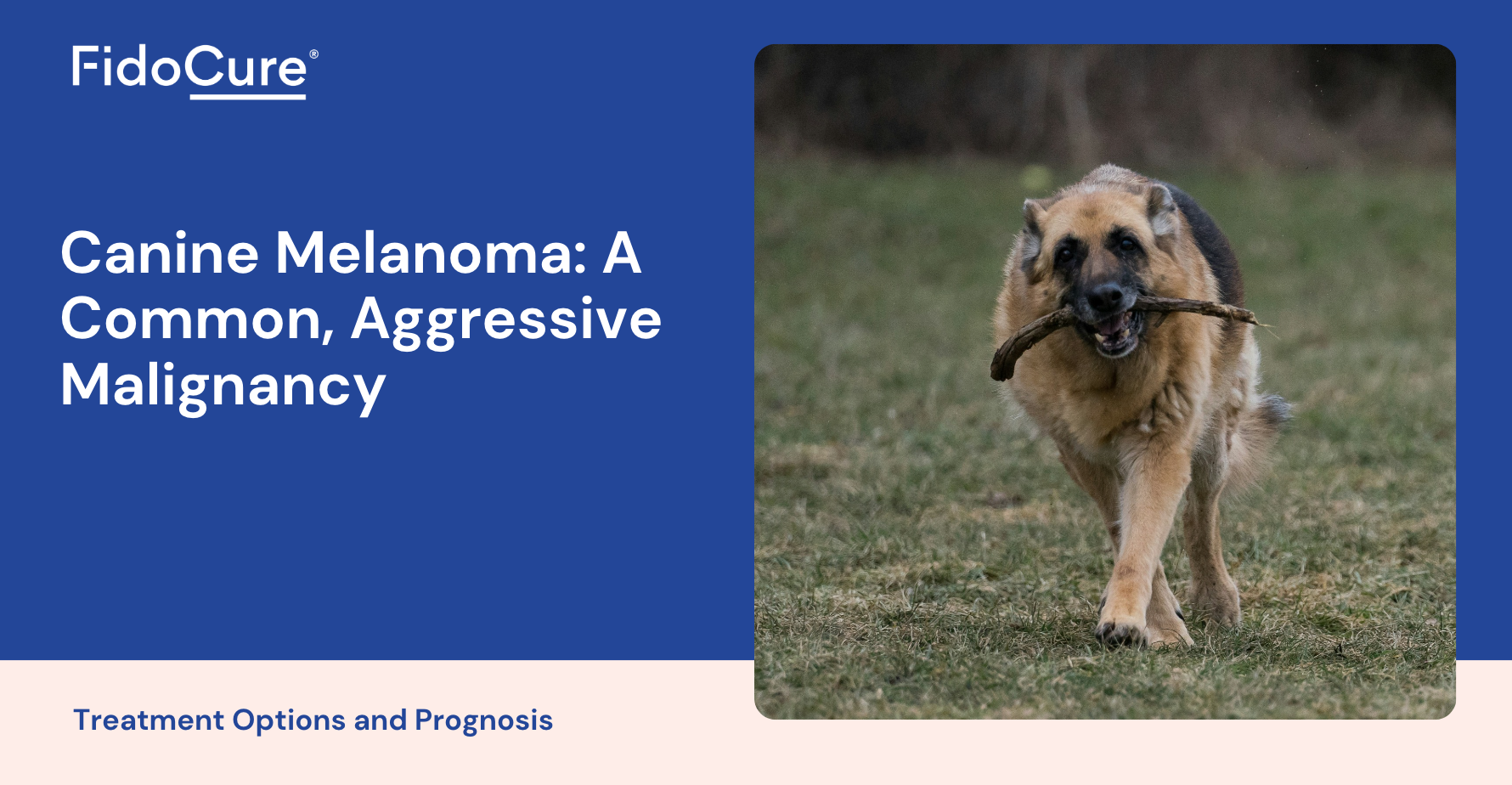 Canine Melanoma A Common Aggressive Malignancy